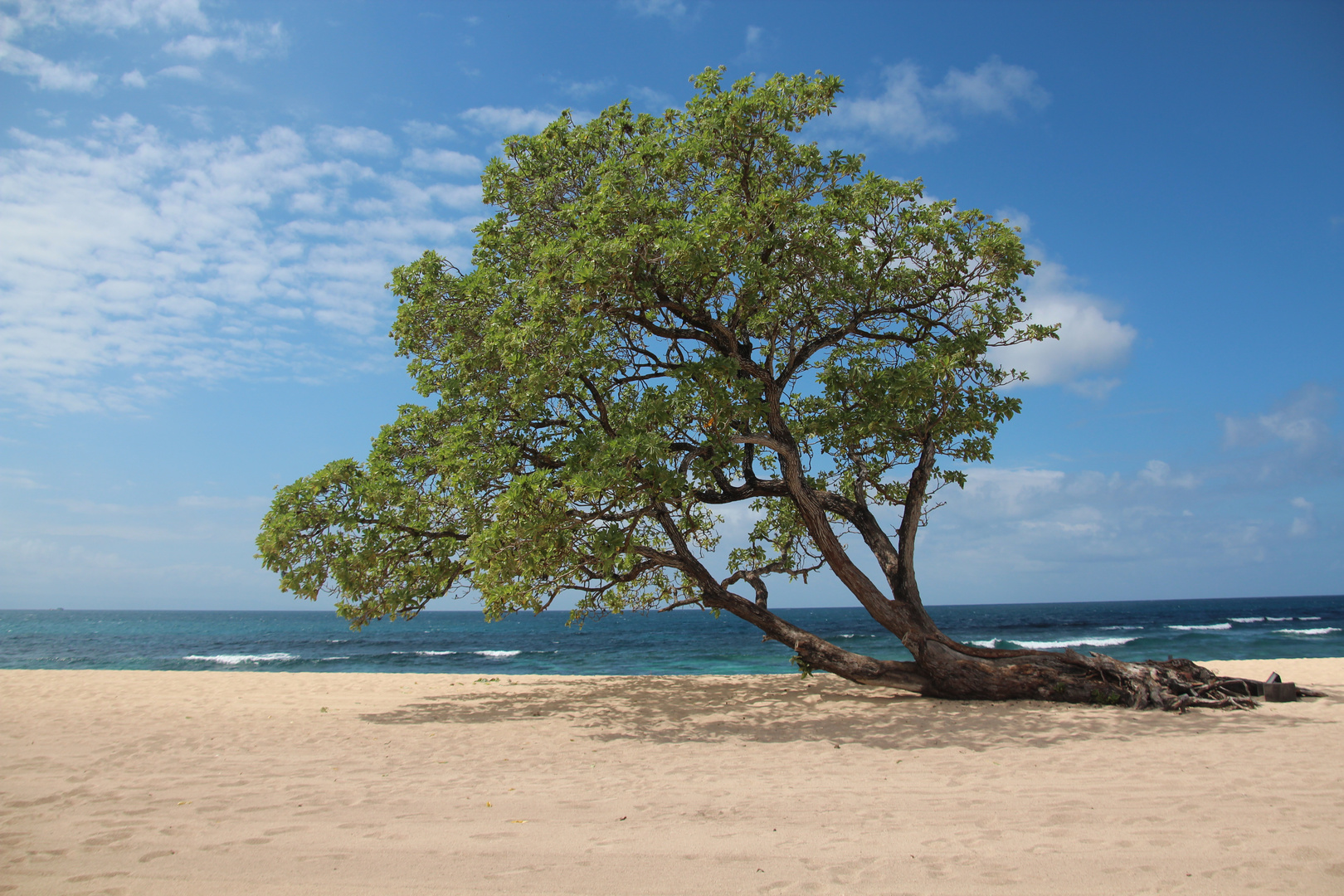 Baum am Strand