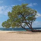 Baum am Strand