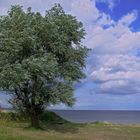 Baum am Strand