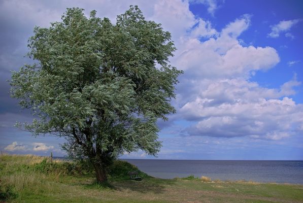 Baum am Strand