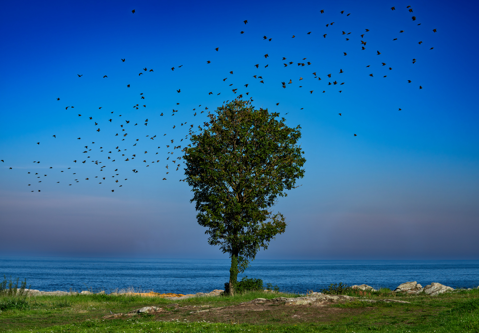 Baum am Strand