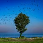 Baum am Strand