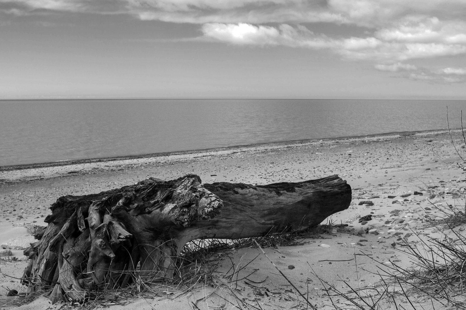 Baum am Strand