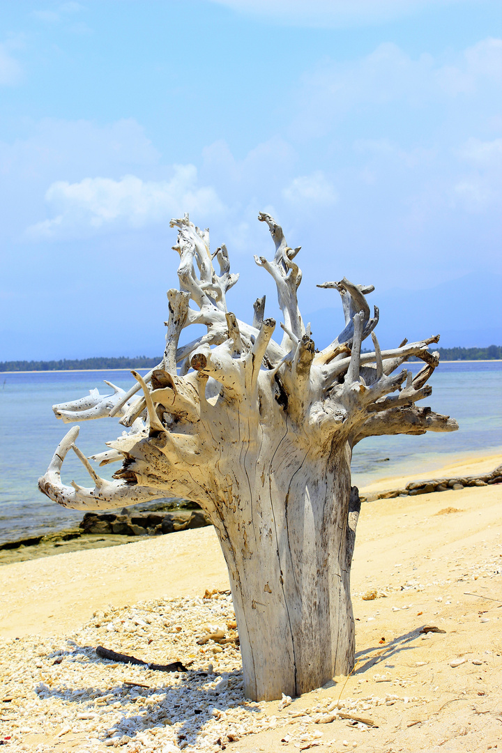 Baum am Strand