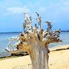 Baum am Strand