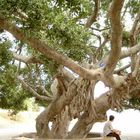 Baum am Strand