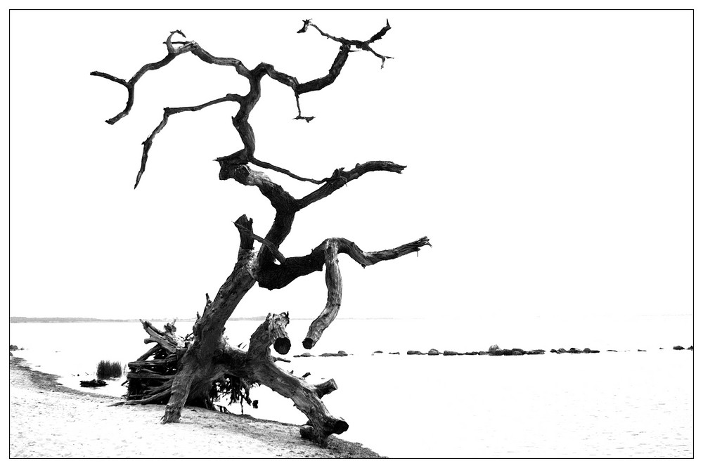 Baum am Strand