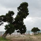 Baum am Strand