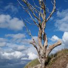 Baum am Strand