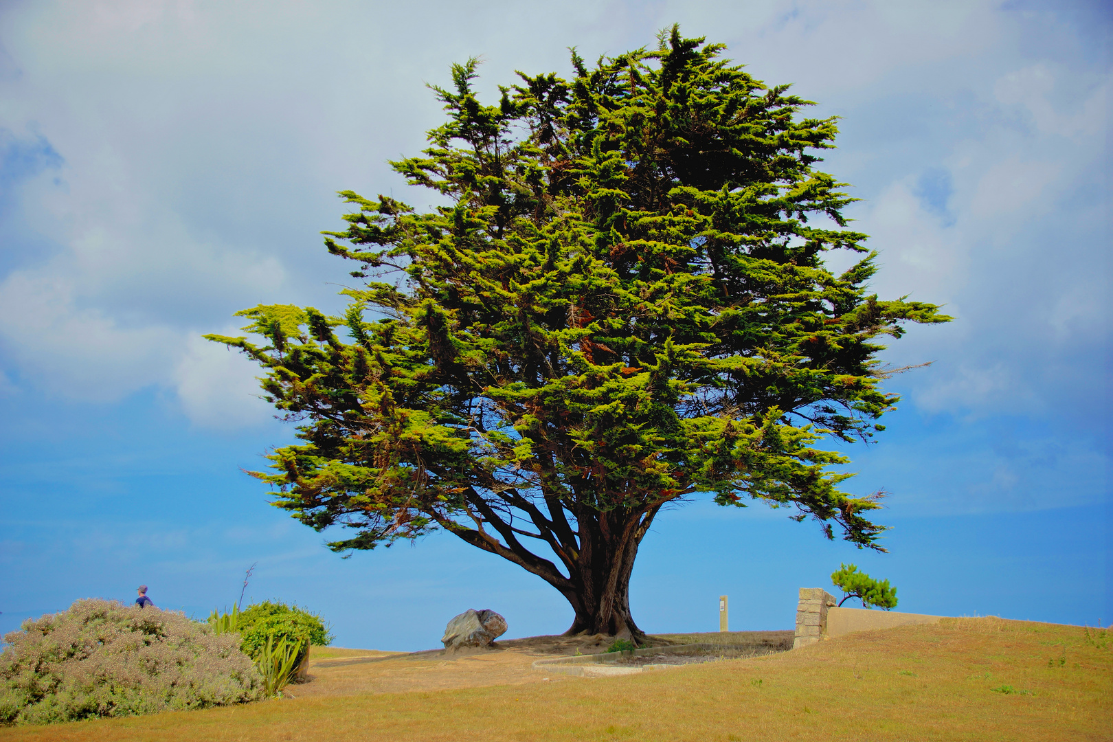 Baum am Strand in der Bretagne