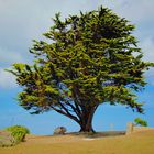 Baum am Strand in der Bretagne