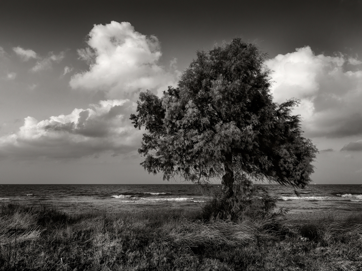 Baum am Strand / Kreta