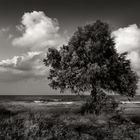 Baum am Strand / Kreta