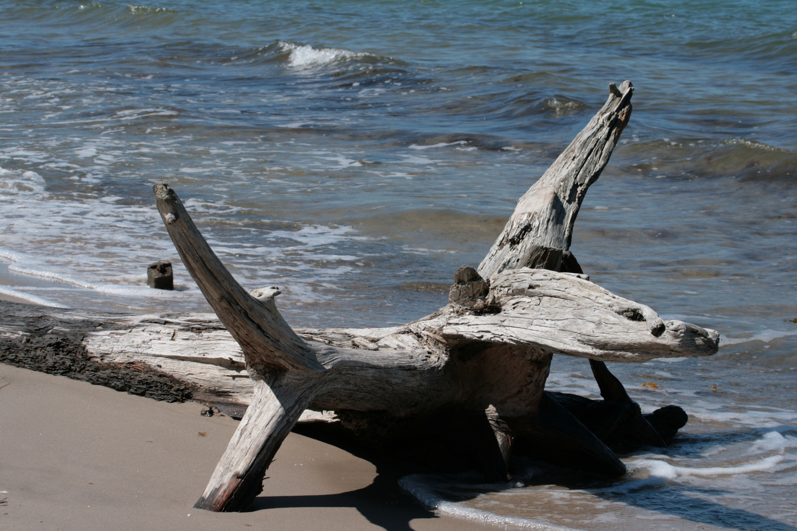 Baum am Strand von Fischland