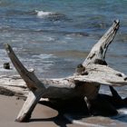 Baum am Strand von Fischland