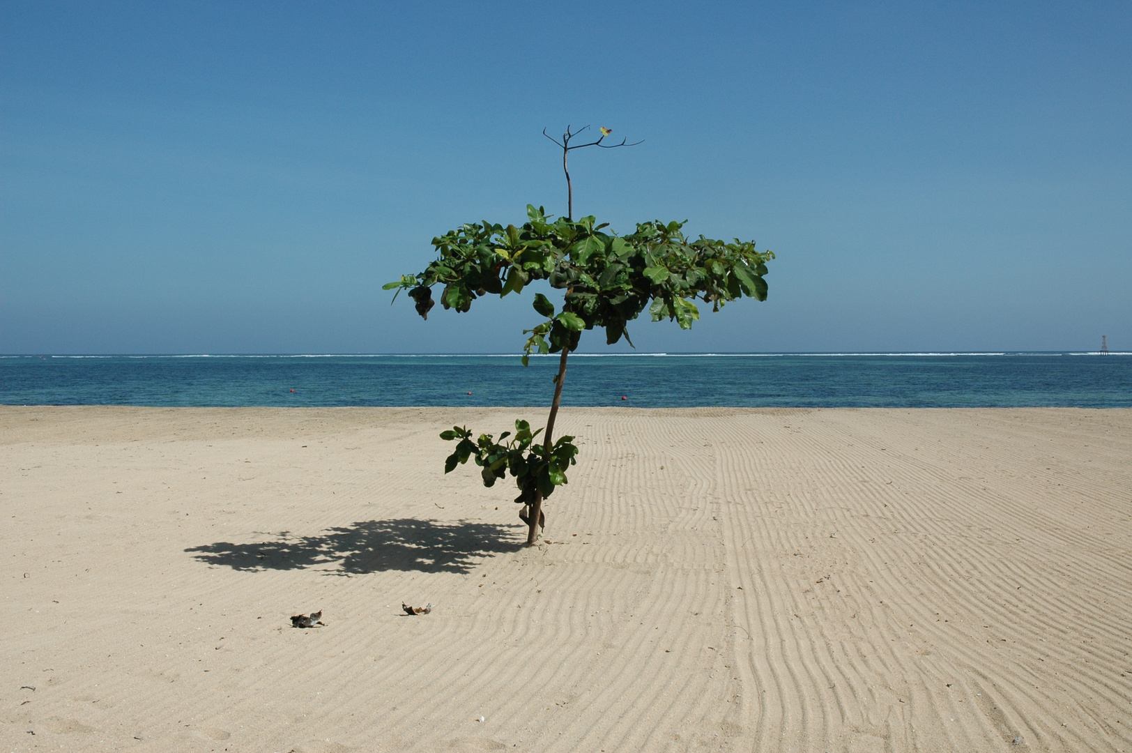 Baum am Strand von Sanur auf Bali