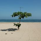 Baum am Strand von Sanur auf Bali