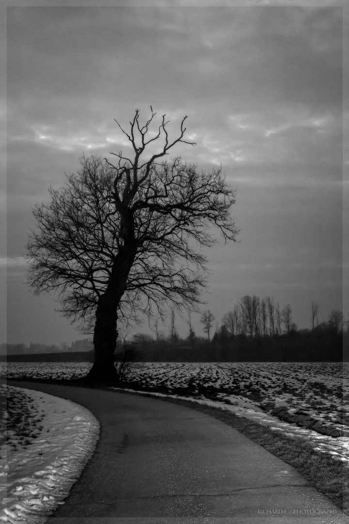 Baum am Straßenrand