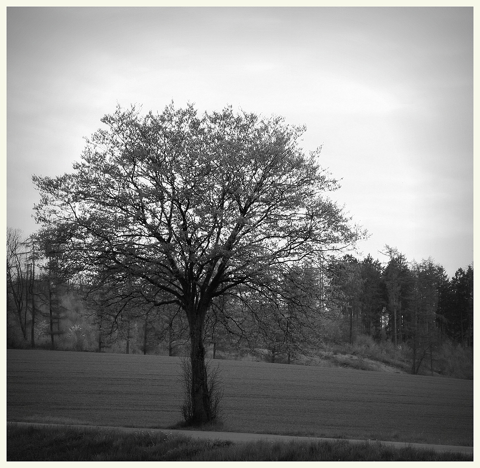 Baum am Straßenrand