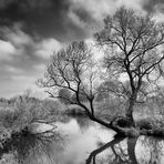 Baum am Teich