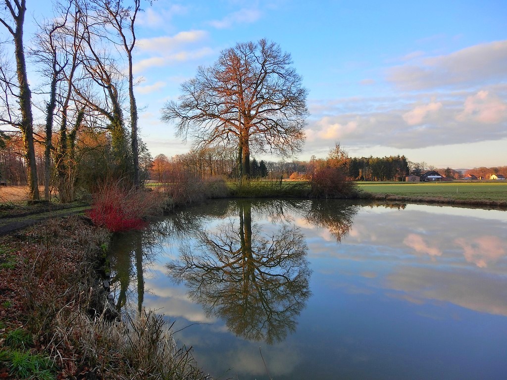 Baum am Teich