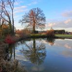 Baum am Teich