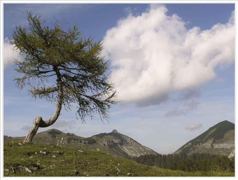 Baum am Trattberg