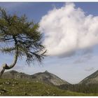 Baum am Trattberg