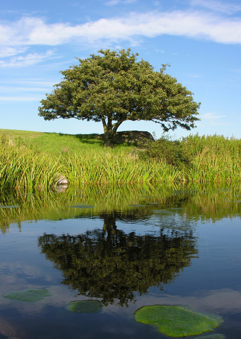 Baum am Tümpel 