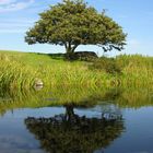 Baum am Tümpel 