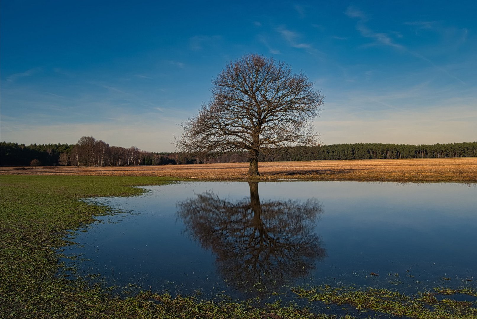 Baum am Tümpel