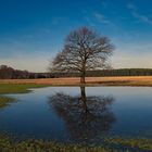 Baum am Tümpel