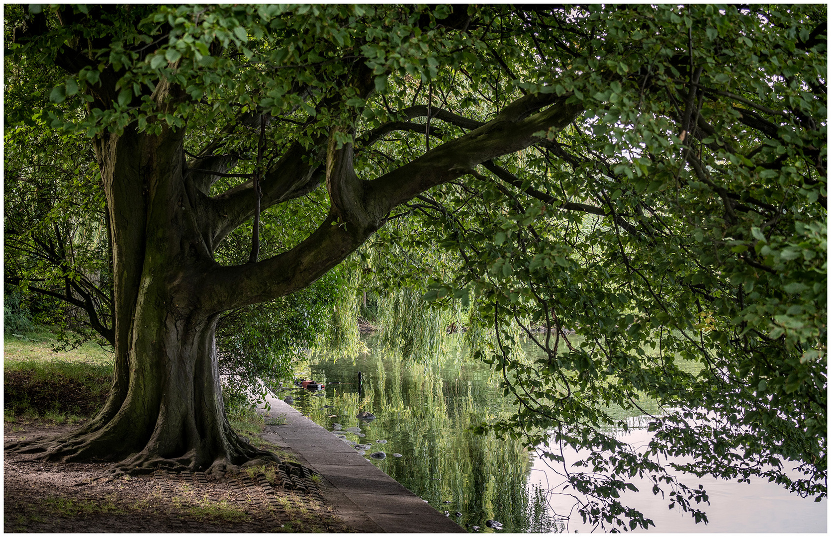 Baum am Ufer