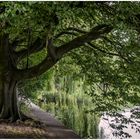 Baum am Ufer