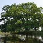 Baum am Ufer der Bode