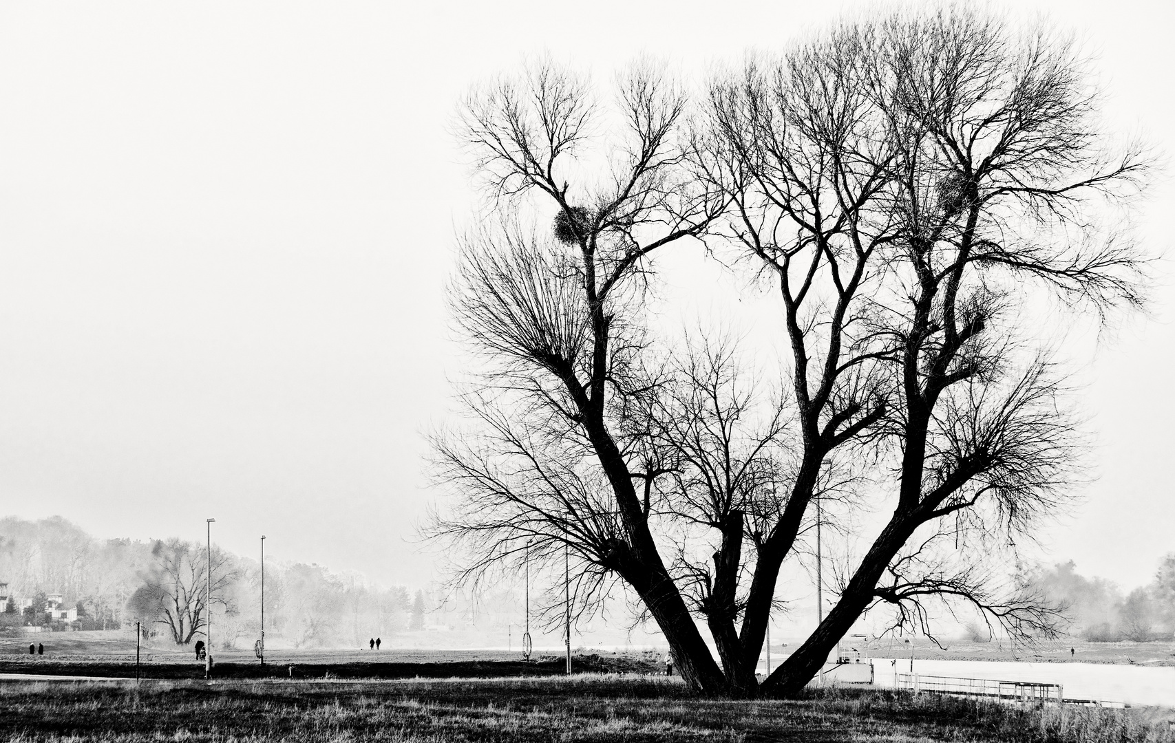 Baum am Ufer der Elbe