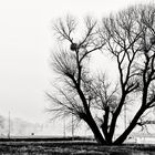 Baum am Ufer der Elbe