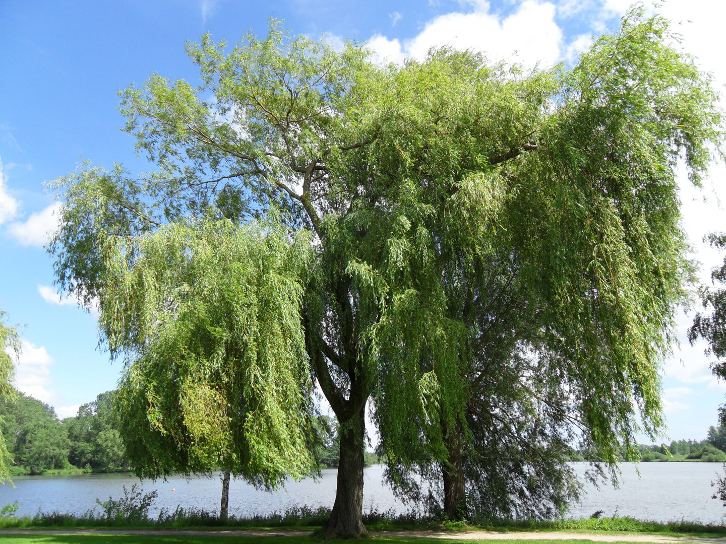 Baum am Vörder See