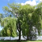 Baum am Vörder See