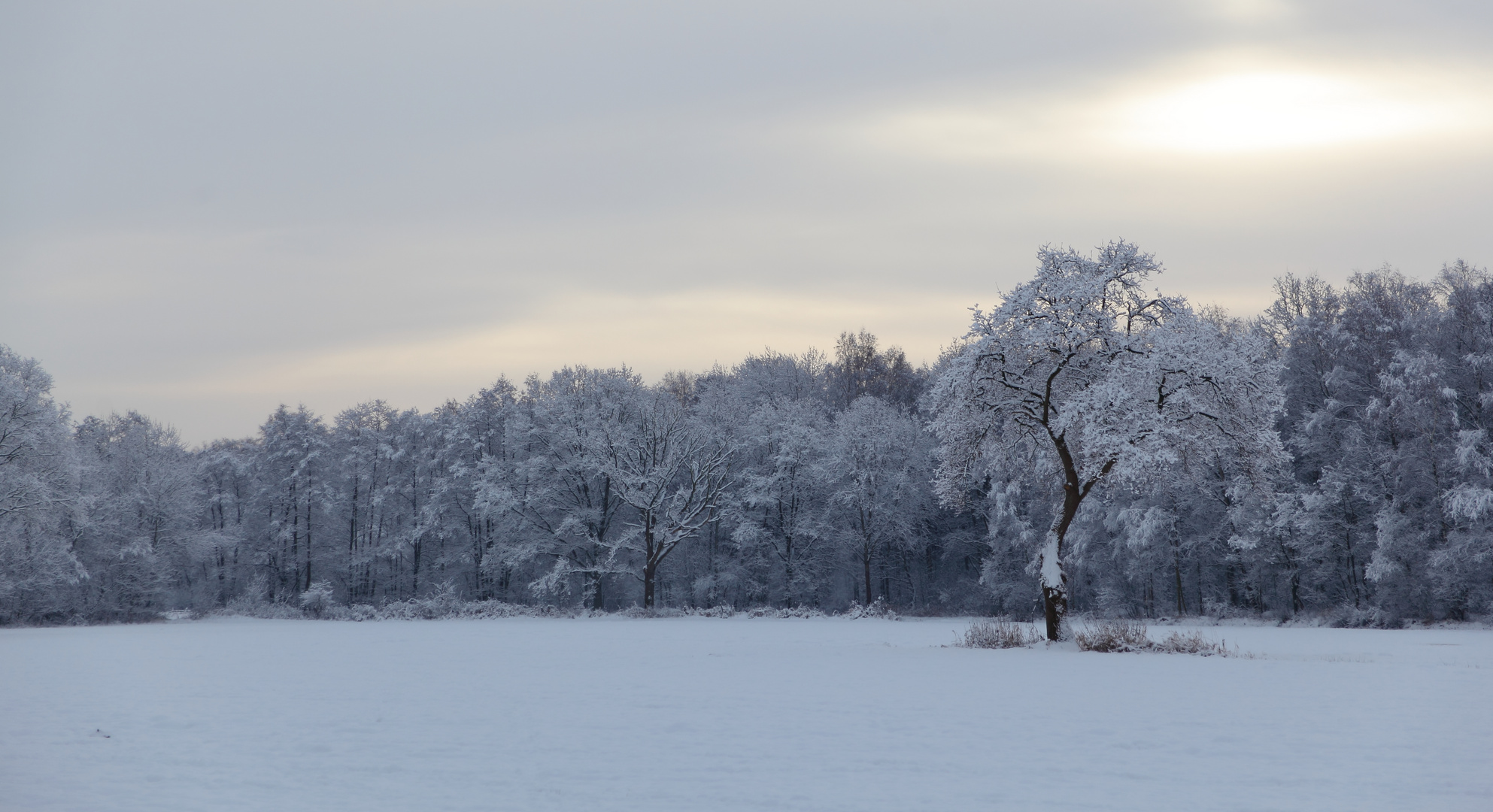 Baum am Waldesrand