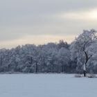 Baum am Waldesrand