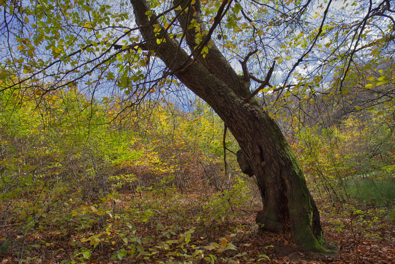 Baum am Waldrand