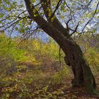 Baum am Waldrand