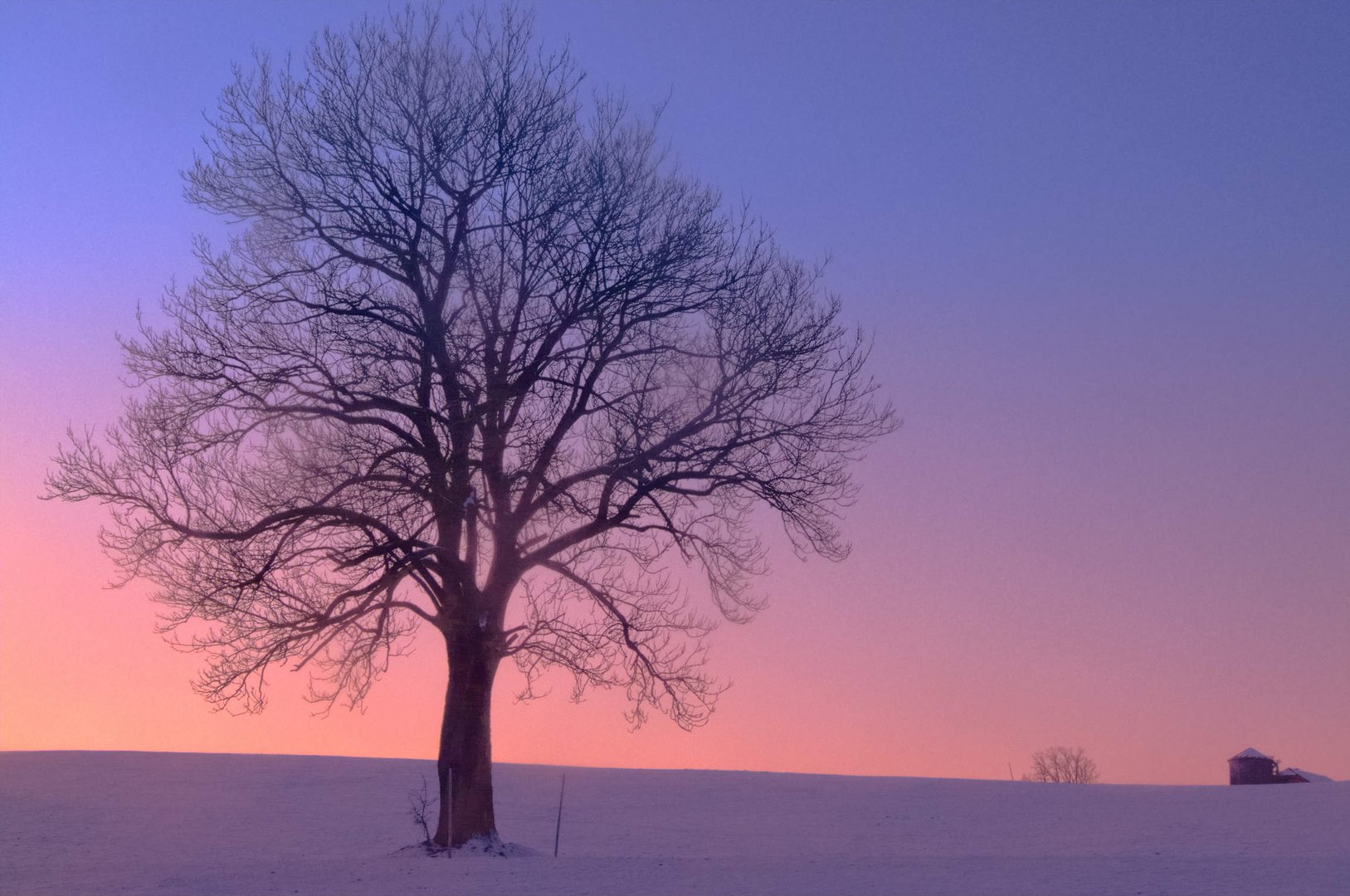 Baum am Wallersee