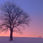 Baum am Wallersee