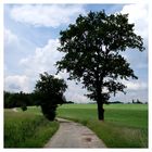 Baum am Wanderweg