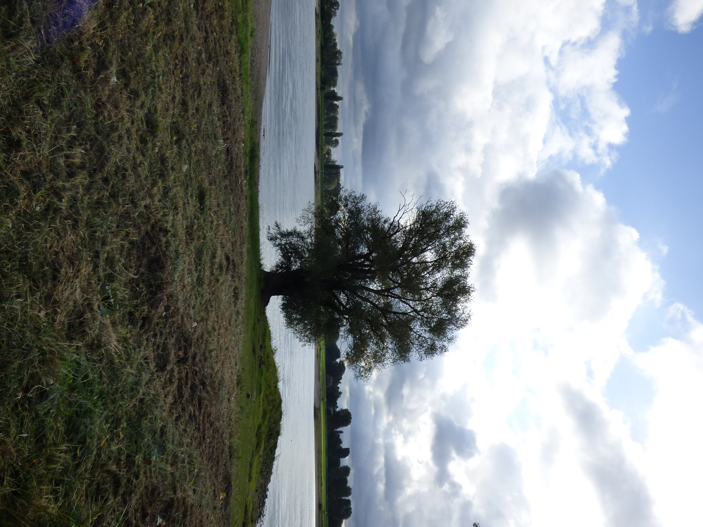 Baum am Wasser