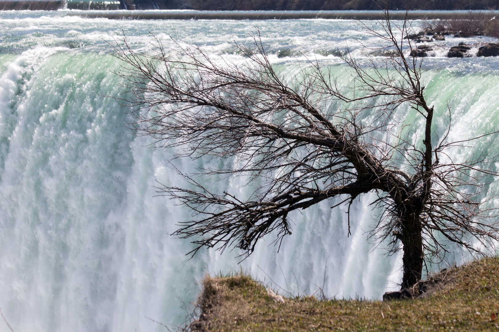 Baum am Wasserfall