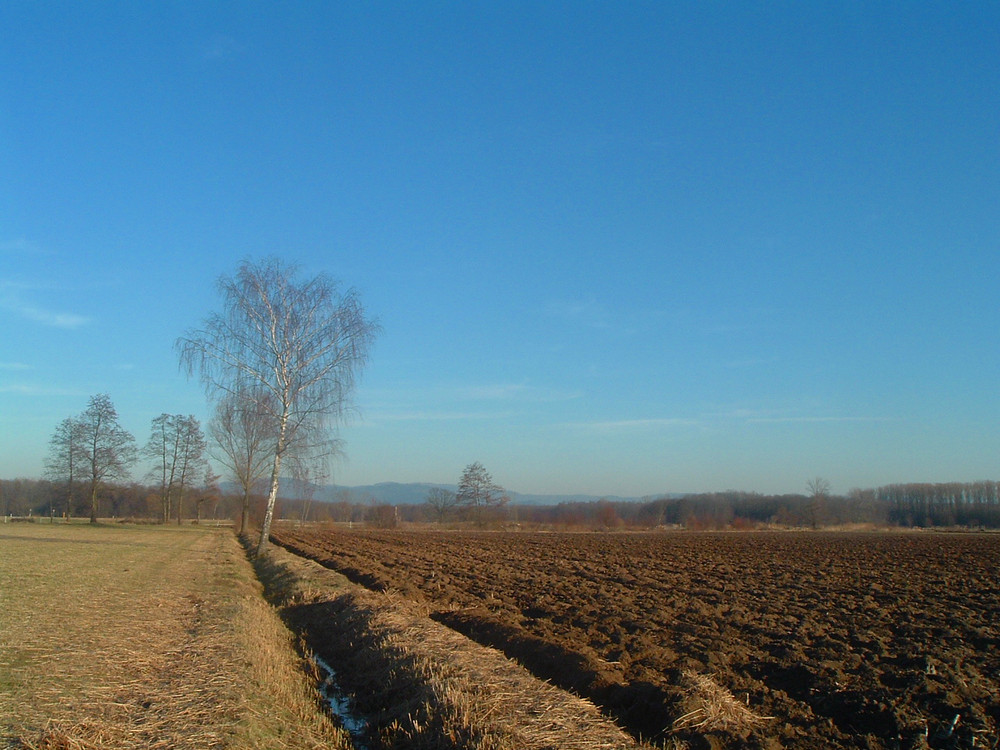 Baum am Wassergraben