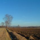 Baum am Wassergraben